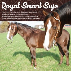 Royal Smart Suyo