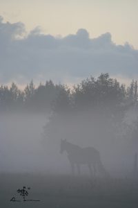 Horse in misty summer evening