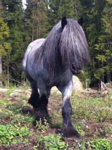 Vår hingst Herkuls af Söholt, dansk belgisk draghäst.